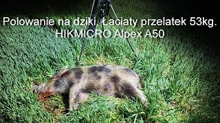 33 Wiosenny dzik na rozkładzie  łaciaty przelatek 53kg HIKMICRO Alpex A50  XHog 940nm [upl. by Ernie558]