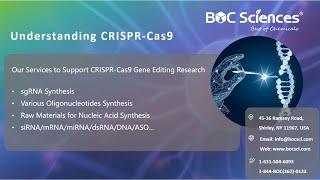 Understanding CRISPRCas9  CRISPR Explained  What is CRISPR  BOC Sciences [upl. by Maer948]