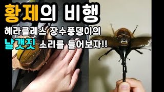 ▶ 헤라클레스 장수풍뎅이의 웅장한 날갯짓 Dynastes Hercules Lichyi  Ecuador By 뉴욕의 시간 [upl. by Isabelita888]