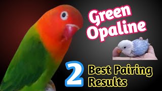 2 Best pairings for Green Opaline split blue Lovebirds love4birds [upl. by Burbank993]