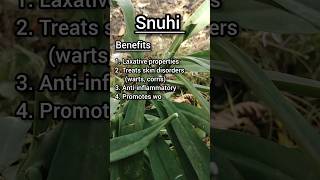 Snuhi plant benefits 🌱🌱snuhiplantayurvedaforall ayurvedaforall [upl. by Soluk]