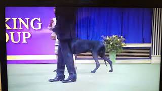 2024 148th Westminster Club Dog Show  Best of Groups Judgement  Great Dane [upl. by Eicyal727]