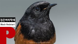 사진 Black Redstart 검은머리딱새 최종 [upl. by Kcim]