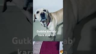 Nuksan kara diya na bechare ka  Joy the labrador  comedy  Funny  🐶 Dog  YouTube shorts ❤️🧿 [upl. by Atineb49]