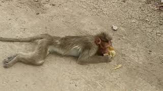 Monkey injured by electric shock [upl. by Notrom]