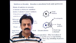 First Year  Chapter 12  Nutrition  Part 8  Nutrition in Amoeba [upl. by Lletnahs]