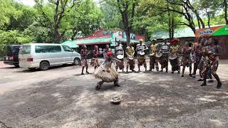 Zambian Traditional Dancers zambia victoriafalls africa dancers traditonal travel culture [upl. by Lledrev505]