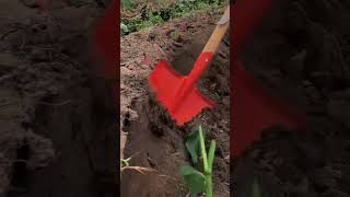 sweet potato harvesting beautifully agriculture farming satisfying short [upl. by Nylaehs]