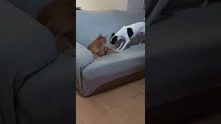 Odie Teases Garfield for Playtime – Hilarious Cat amp Dog Duo 🐶🐱GarfieldAndOdie CatAndDogComedy [upl. by Ayanaj792]