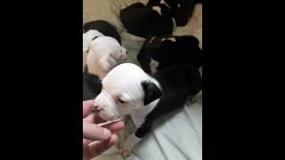 valhalla chiot 30 jours american staffordshire terrier [upl. by Oicneserc]