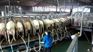 180 Stall Goat Rotary milking parlor Westfaliasurge  part 1 [upl. by Tchao185]