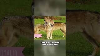 Meet the Czechoslovakian Wolfdog  Loyal and Versatile Dog breed [upl. by Eetak]