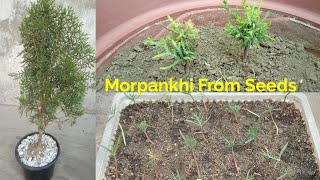 How To Grow ThujaMorpankhiVidya Plant From Seeds [upl. by Kalin]