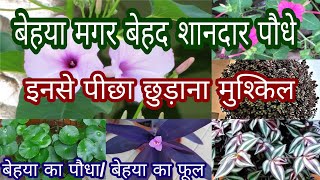 क्या आपके पास हैं ये 27 बेहया पौधे Behaya plant Hardy plant permanent plantIpomea carnea [upl. by Henrie]