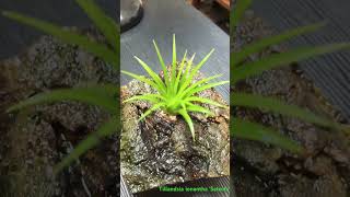 Tillandsia ionantha Selecta 緑だけでも綺麗 [upl. by Iatnohs]