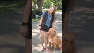 Dangerous BULLY Breed dogbreed pitbull short [upl. by Natsyrt]