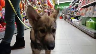 Tamaskan Puppy at the Pet Store [upl. by Northrop640]