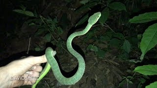 Large Pope’s Pit Viper Male on the road  Herping Thailand [upl. by Misty871]