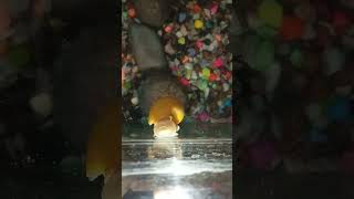 Apple snail Eating video 📸 guppy mollytank aquariumfish mollyfeeding tropicalfish aquarium [upl. by Akener]