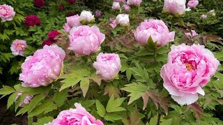 beautiful peonies flowers flowers peonies [upl. by Levison]