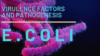 Escherichia coli or E coli  morphology virulence factors and pathogenesis part 1 [upl. by Anneuq869]