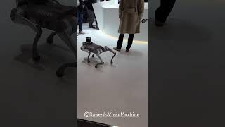 RoboSense LiDAR Robot Dog  CES 2024 [upl. by Rhonda]