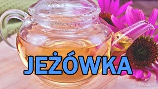 Jeżówka na odporność  NAWIGUJ NA ZDROWIE 10 [upl. by Siradal948]