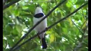 Platysteira cyanea brownthroated wattleeye [upl. by Ileane]