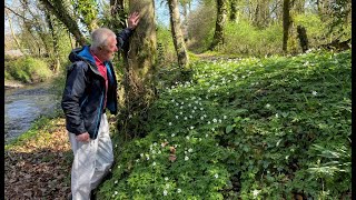 Wood Anemone with John Feehan in April part of the Wildflowers of Offaly series [upl. by Linda]