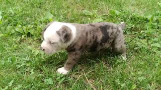 Alapaha BlueBlood Bulldog male puppy [upl. by German]