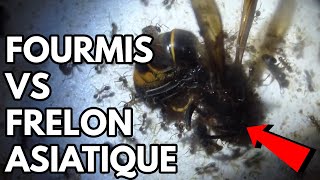 FOURMIS VS FRELON ASIATIQUE [upl. by Pattani23]