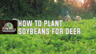 How to Plant Soybeans for Deer [upl. by Nilorac131]