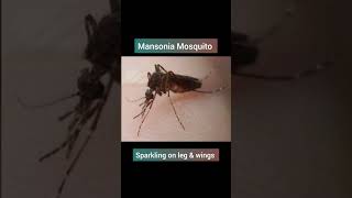 mosquito mansonia psm biology [upl. by Jorgan]