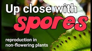 Up close with spores in ferns reproduction in nonflowering plants [upl. by Yenruoj698]