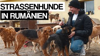 HUNDE RETTEN IN RUMÄNIEN [upl. by Heyra]