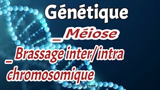 chapitre 2 partie 2 La Méiose Brassage interintra chromosomique [upl. by Ahsiri]