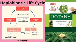 Haplobiontic Life Cycle  Life Cycles in Algae Haplobiontic Life Cycle BS Botany [upl. by Nyved]