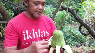 PLANTING AVOCADO AND DURIAN IN THE BACKYAR FARMING AT HOMETANAM DURIAN DAN ALPUKAT DI HALAMAN RUMAH [upl. by Ready]