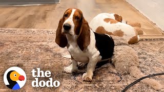 Fearful Basset Hound Finally Initiates Play With Mom And  The Dodo [upl. by Leinoto]