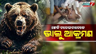 କେନ୍ଦୁଝରରେ ଭାଲୁ ଆକ୍ରମଣରେ ଜଣେ ଗୁରୁତର newslaxmi7 breakingnews news Asianews odishanews [upl. by Ecad173]