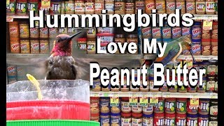 Hummingbird Feeder from Peanut Butter  DIY Set Up How to Make FREE with JarAttract Birds amp Oriole [upl. by Annahtur]