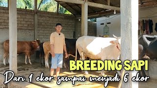 Breeding sapi dari modal 1 sapi indukan sampai menjadi 6 ekor [upl. by Prinz370]