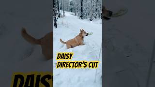 Daisy’s Longer Story Short daisydog snow huskylife [upl. by Levon]