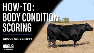 HOWTO BODY CONDITION SCORING CATTLE [upl. by Noizneb577]