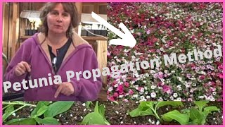 How to Propagate Petunia Propagation Cuttings From Seed  Petunia Cuttings [upl. by Suiramaj]