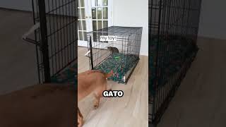 Perro aprende a cerrar puerta y encierra a su hermano Gato [upl. by Culberson]