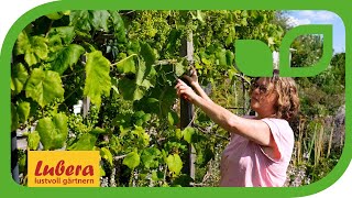 Weinreben schneiden Spalierschnitt im Sommer einfach erklärt 🍇 [upl. by Ahlgren970]