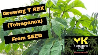 Growing T REX Tetrapanax from seed [upl. by Pironi]