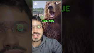 Urso Cinzento Europeu Fazendo Graça com Turistas 🐻😄 animais conservacao curiosidades biology [upl. by Roswell]