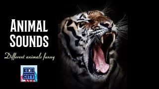 Animal sounds for kids 2 10 amazing animals [upl. by Reyaht]